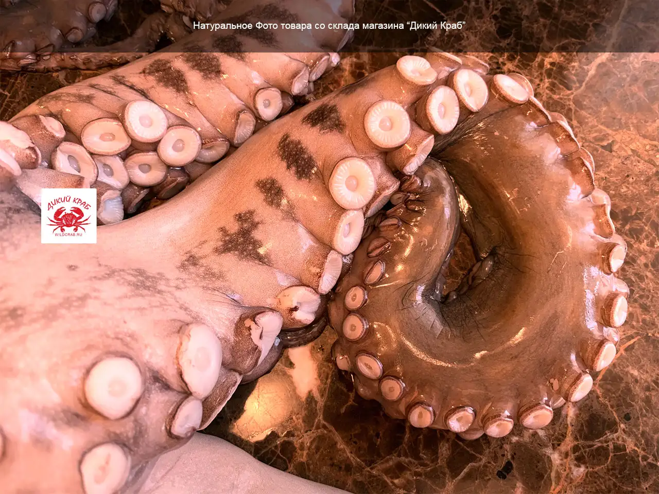 Осьминог целый, огромный 3-5 кг (замороженный очищенный)