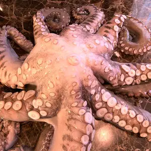 Осьминог целый, огромный 3-5 кг (замороженный очищенный)