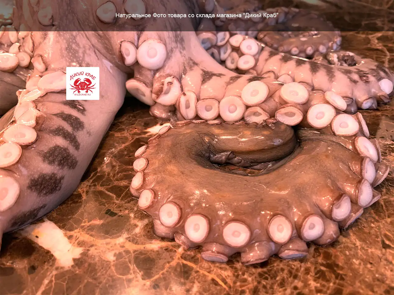 Осьминог целый, огромный 3-5 кг (замороженный очищенный)