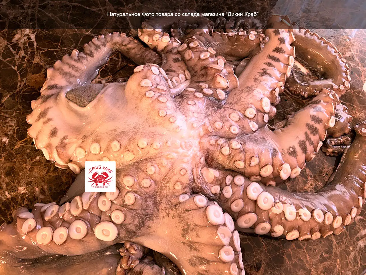 Осьминог целый, огромный 3-5 кг (замороженный очищенный)