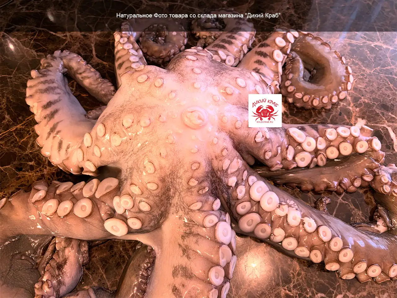 Осьминог целый, огромный 3-5 кг (замороженный очищенный)