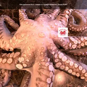 Осьминог целый, огромный 3-5 кг (замороженный очищенный)